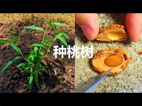 桃子籽種植|如何種植桃樹：何時種植以及如何種植